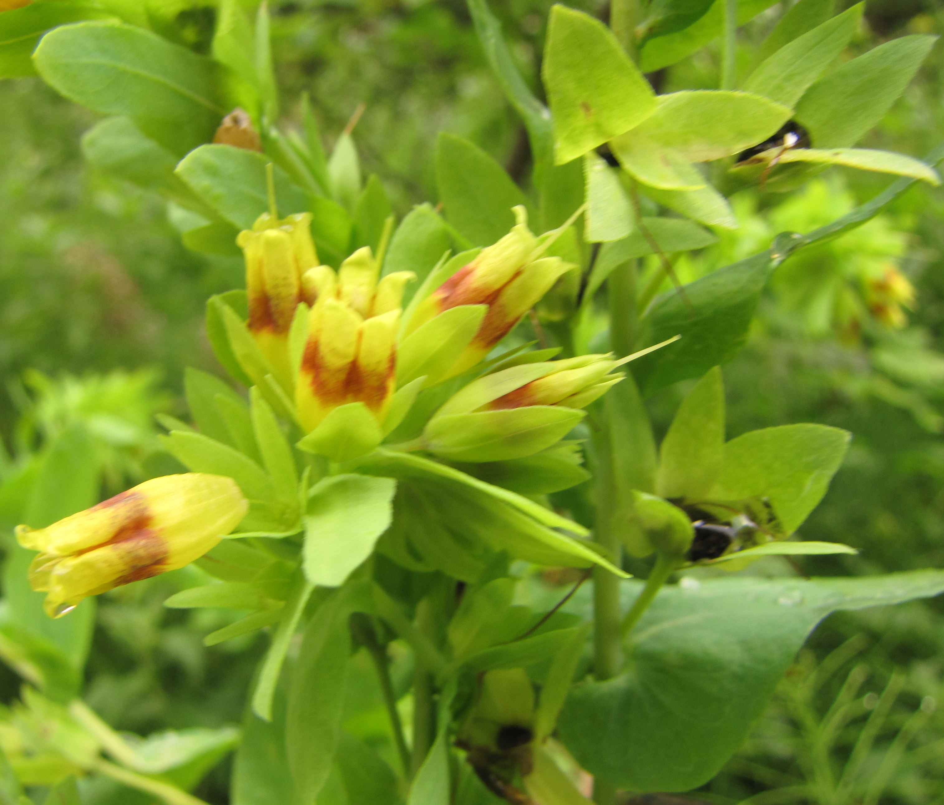 Cerinthe minor subsp. auriculata / Erba vajola auricolata